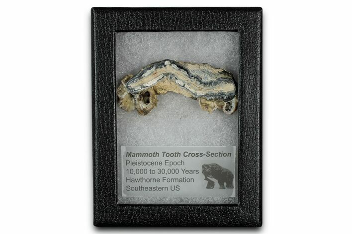 Mammoth Molar Slice With Case - South Carolina #349994